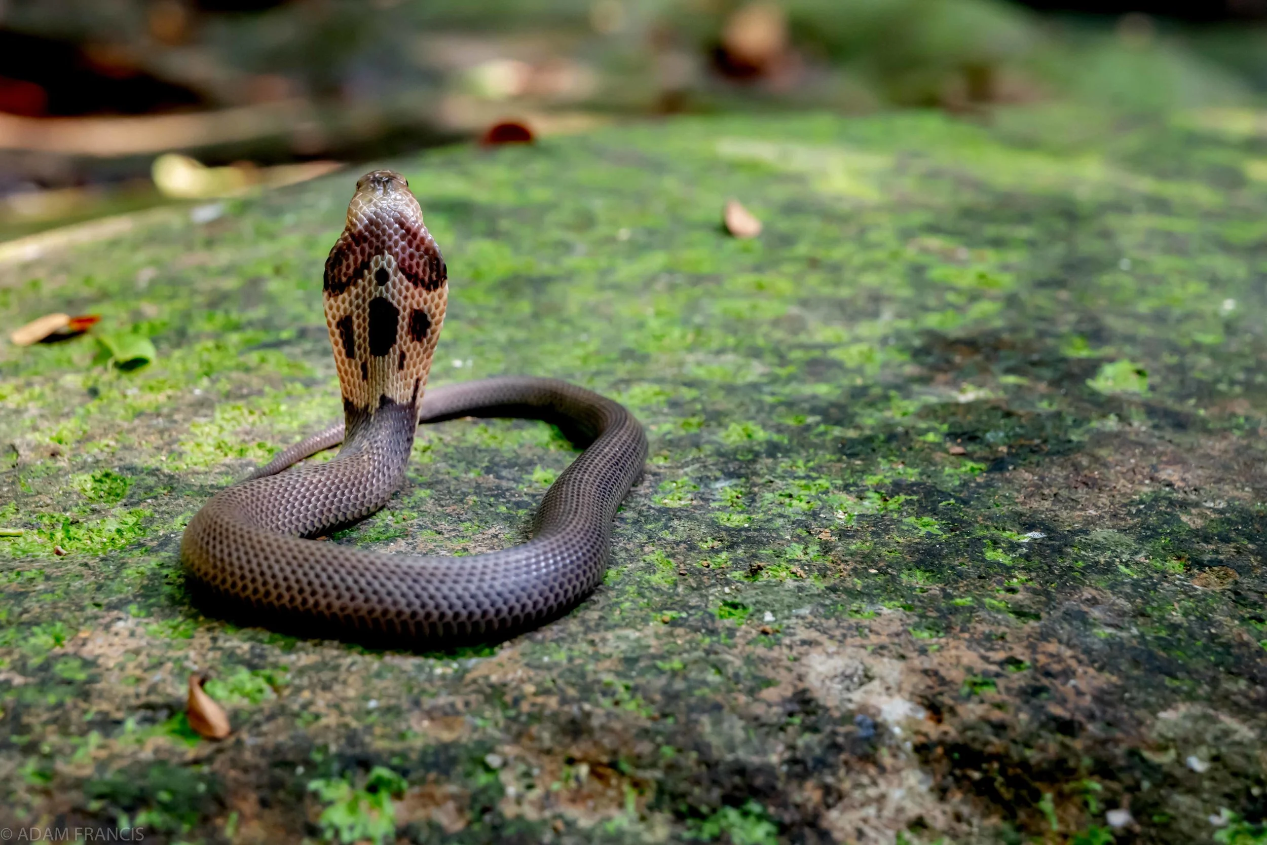 Chinese Cobra - Naja atra — HongKongSnakeID.com